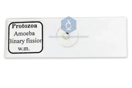 Amoeba Binary Fission Slide